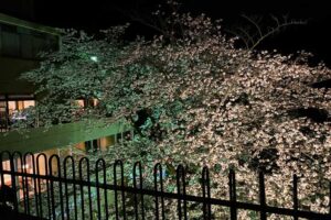 ホテルおくゆもとの桜ライトアップ